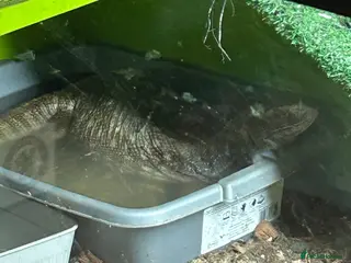 Monitor reptiles Bosc monitor - Advert 6