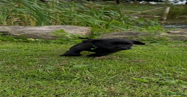 Labrador Retriever dogs - Advert 2