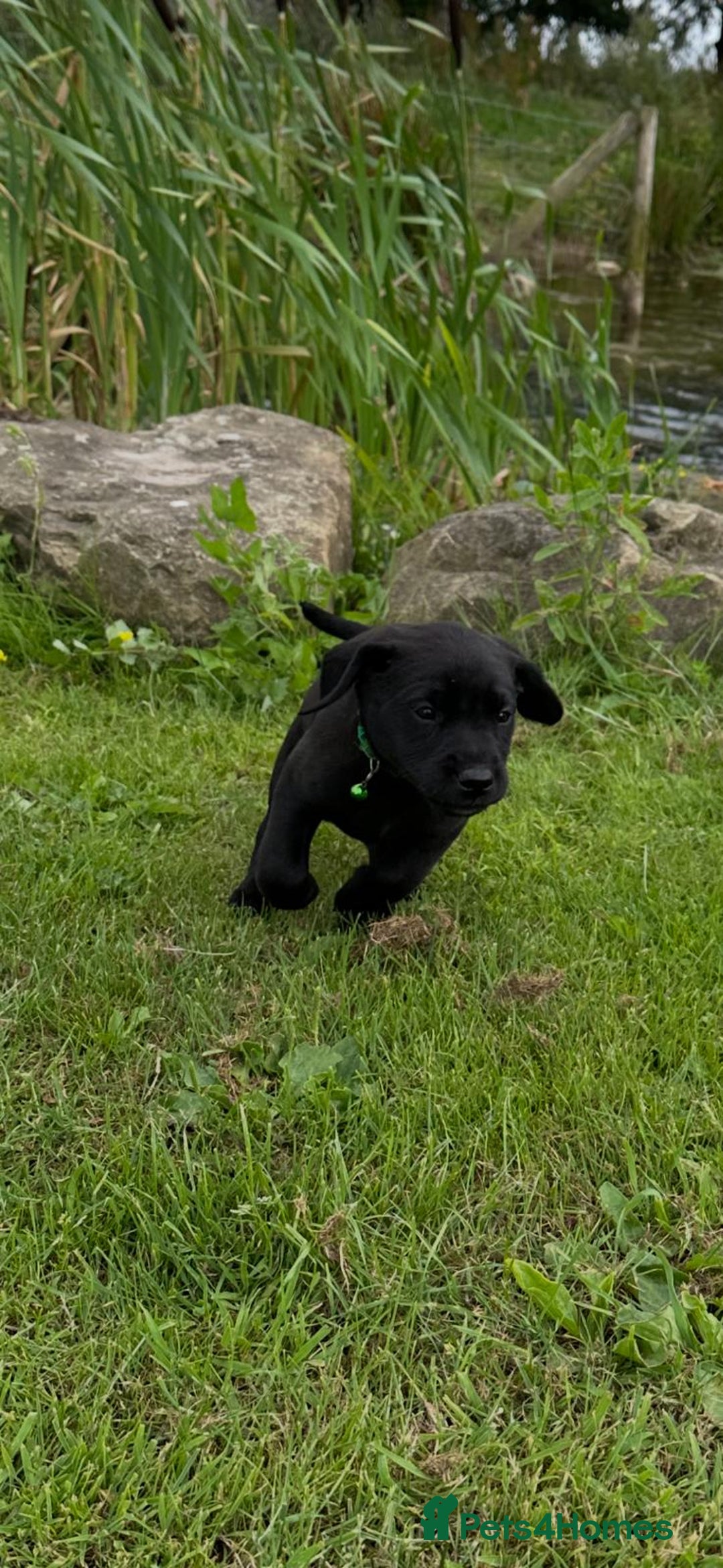 Labrador Retriever dogs for sale: Excellent KC reg-health checked home bred line - Image 2