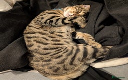 Bengal cats for sale: Male Bengal for sad sale  - Advert 1