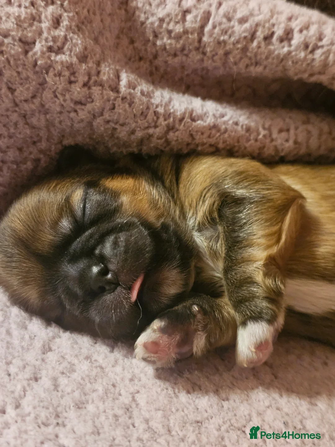 Shih Tzu dogs for sale: Shihtzu  - Advert 11