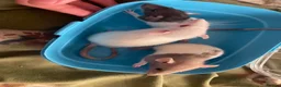 Rat rodents for sale: Beautiful baby rats for 5* homes only  - Advert 4