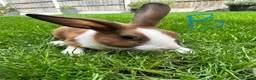 Dutch rabbits for sale: Dutch rabbits for sale  - Advert 2