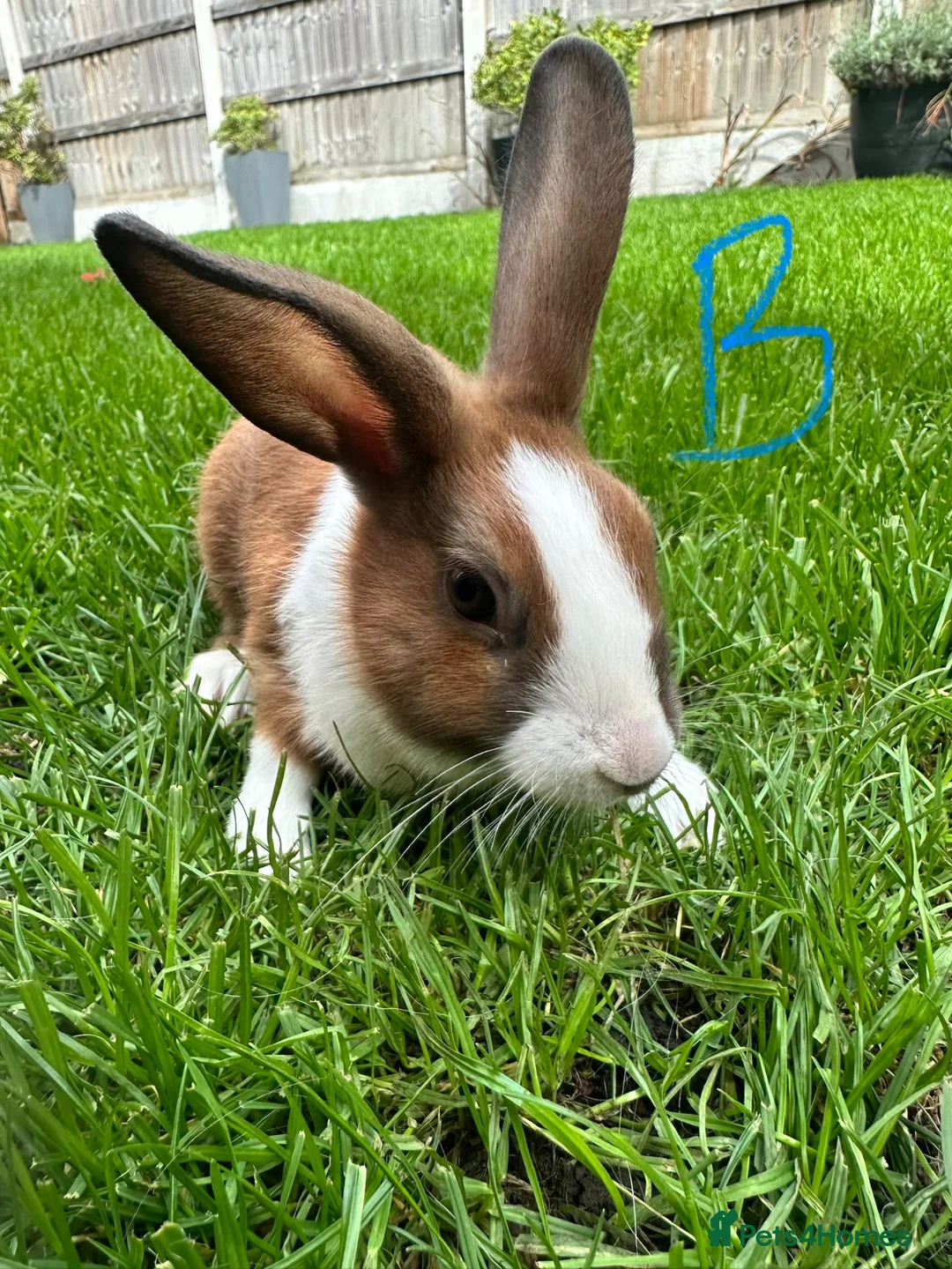 Dutch rabbits for sale: Dutch rabbits for sale  - Advert 2