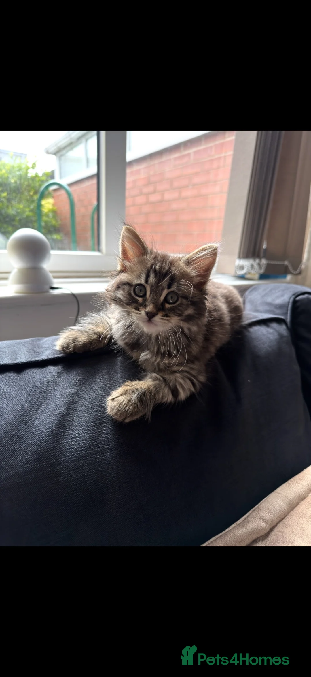 Mixed Breed cats for sale: Beautiful mixed breed boy 4 months old kitten in Manchester - Advert 2