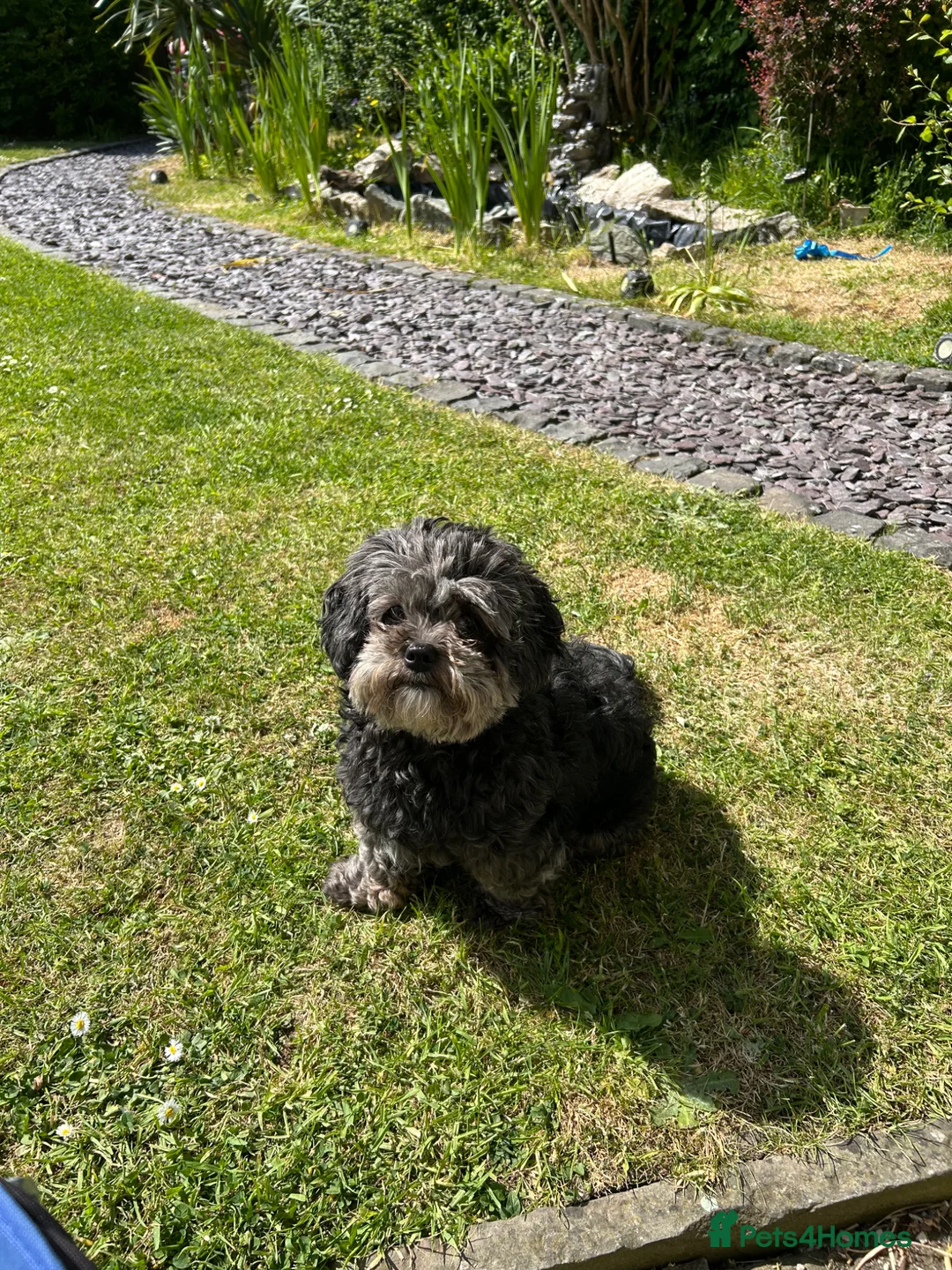 Shihpoo dogs for sale: Shihpoos  - Advert 1