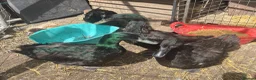Ducks poultry for sale: Cayuga ducks breeding pair - Advert 2