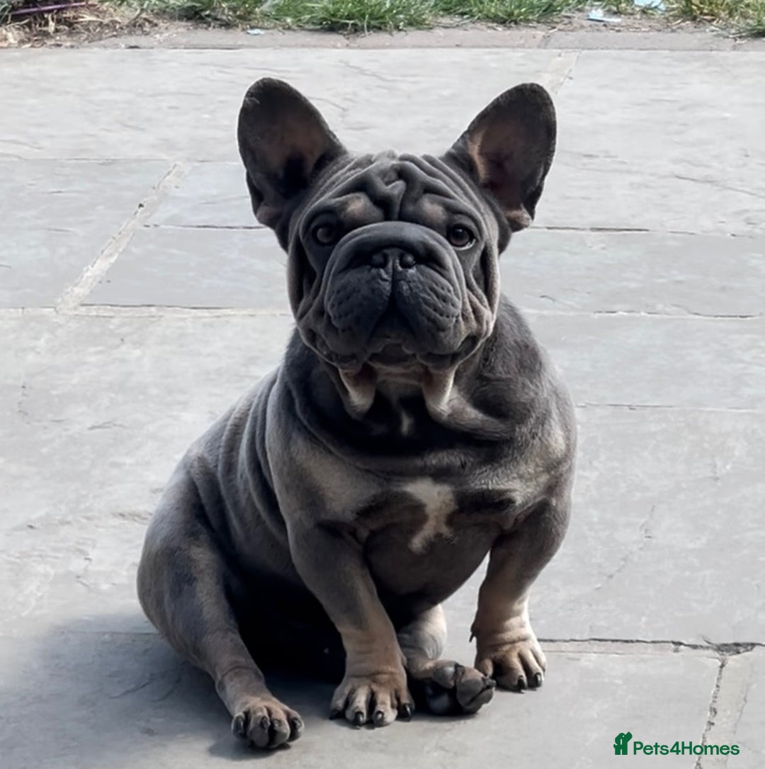 French Bulldog dogs for stud: TINY 8kg VELVET BOY FOR STUD - Advert 2