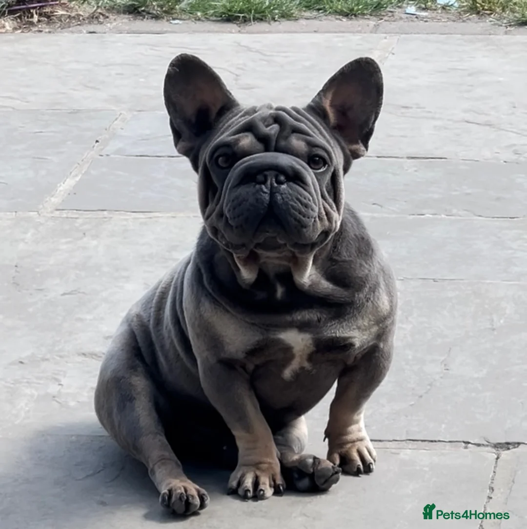 French Bulldog dogs for stud: TINY 8kg VELVET BOY FOR STUD - Advert 2