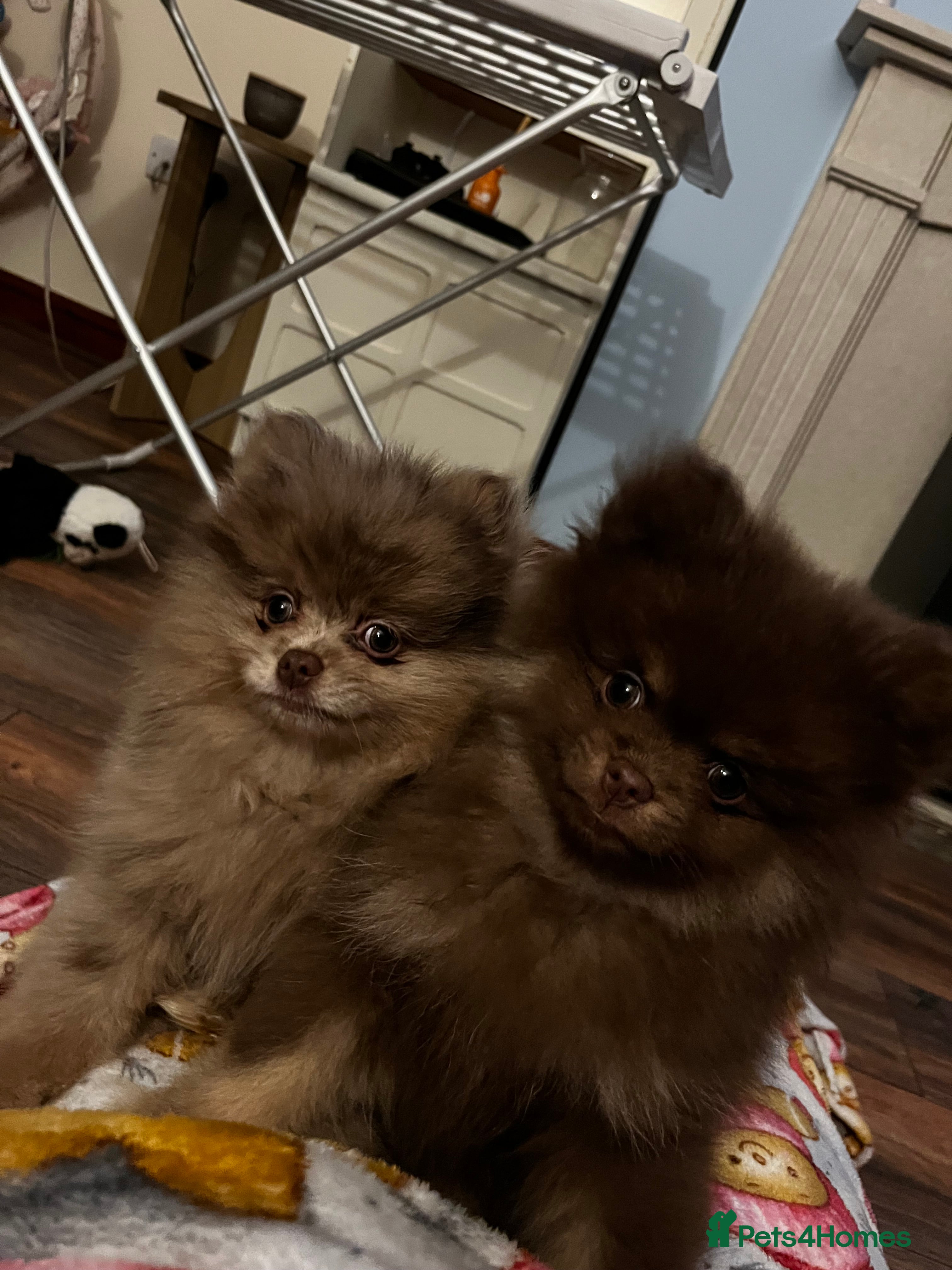 Pomeranian dogs READY NOW Super fluffy adorable Pomeranians  - Advert 1