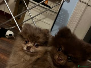 Pomeranian dogs READY NOW Super fluffy adorable Pomeranians - Advert 7