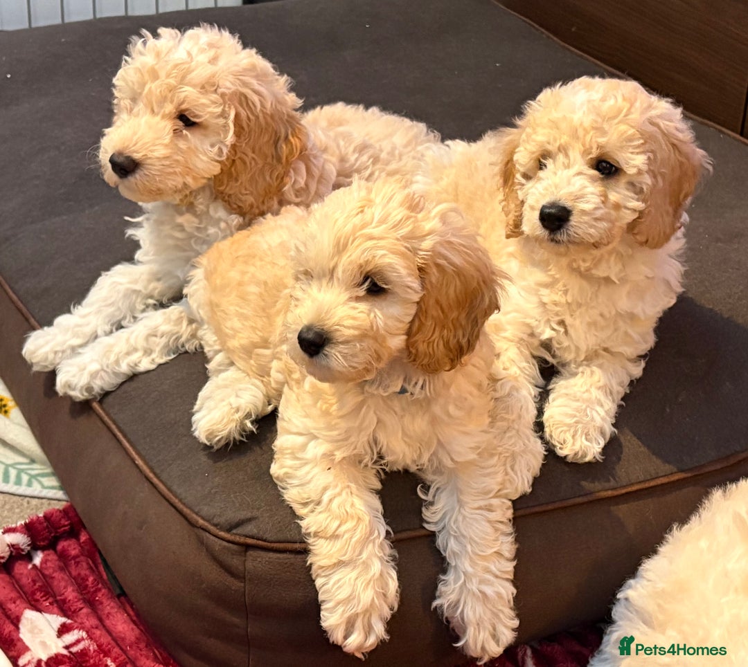 Cockapoo dogs for sale: *READY NOW* Beautiful F1b Cockapoo Puppies - Image 6