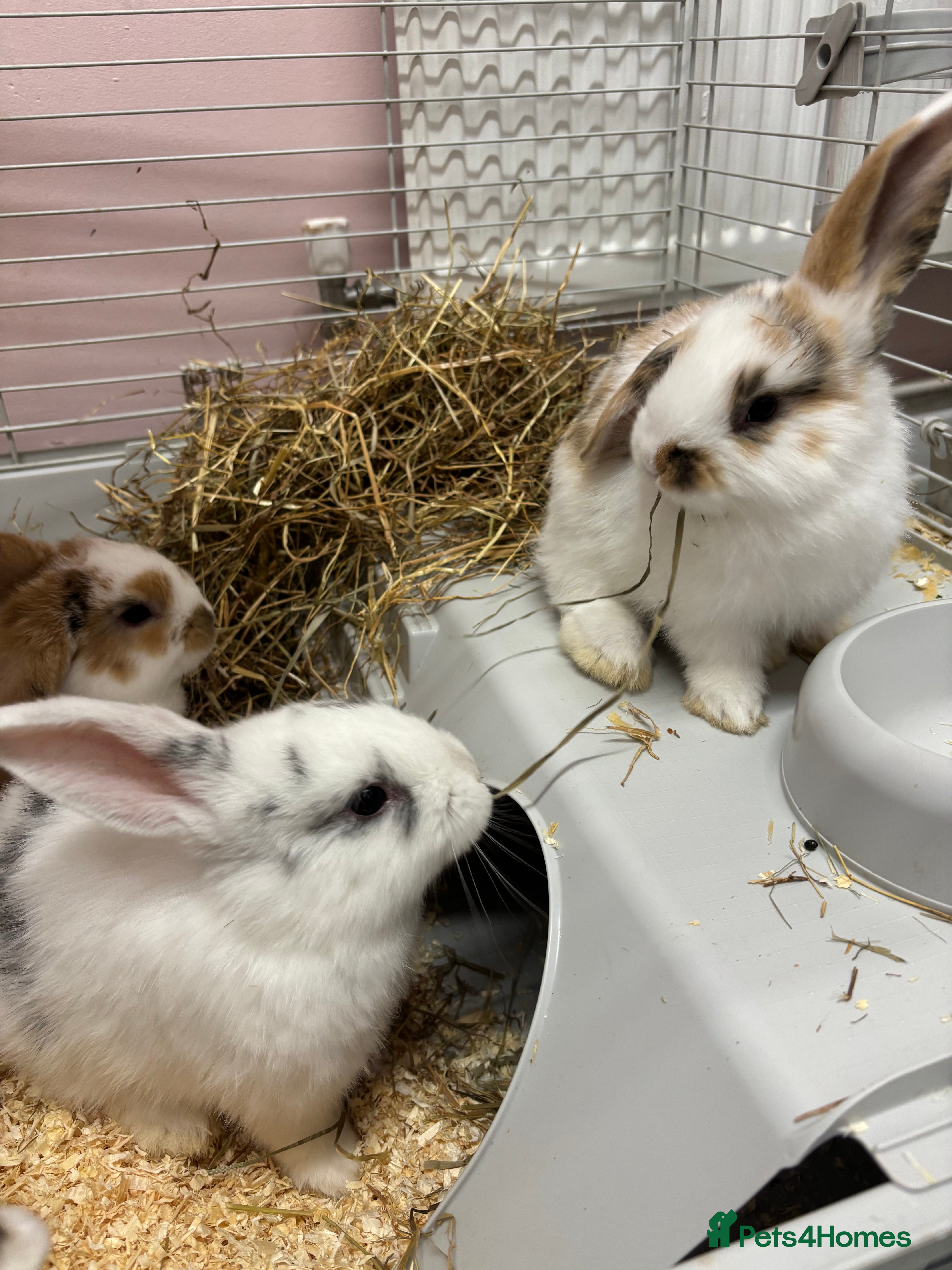 Mini Lop rabbits Mini lops - Advert 6