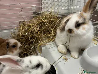 Mini Lop rabbits Mini lops - Advert 6