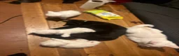Mixed Breed cats for sale: Two Stunning Kittens in Bradford - Advert 1