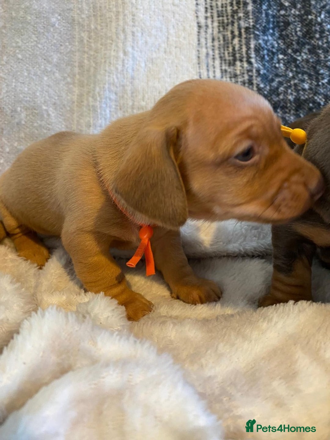 Miniature Dachshund dogs for sale: MOST GORGEOUS DACHSHUNDS - Advert 4
