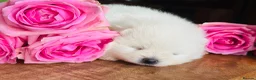Pomeranian dogs for sale: KC white pomeranian pups ready now !  - Advert 24