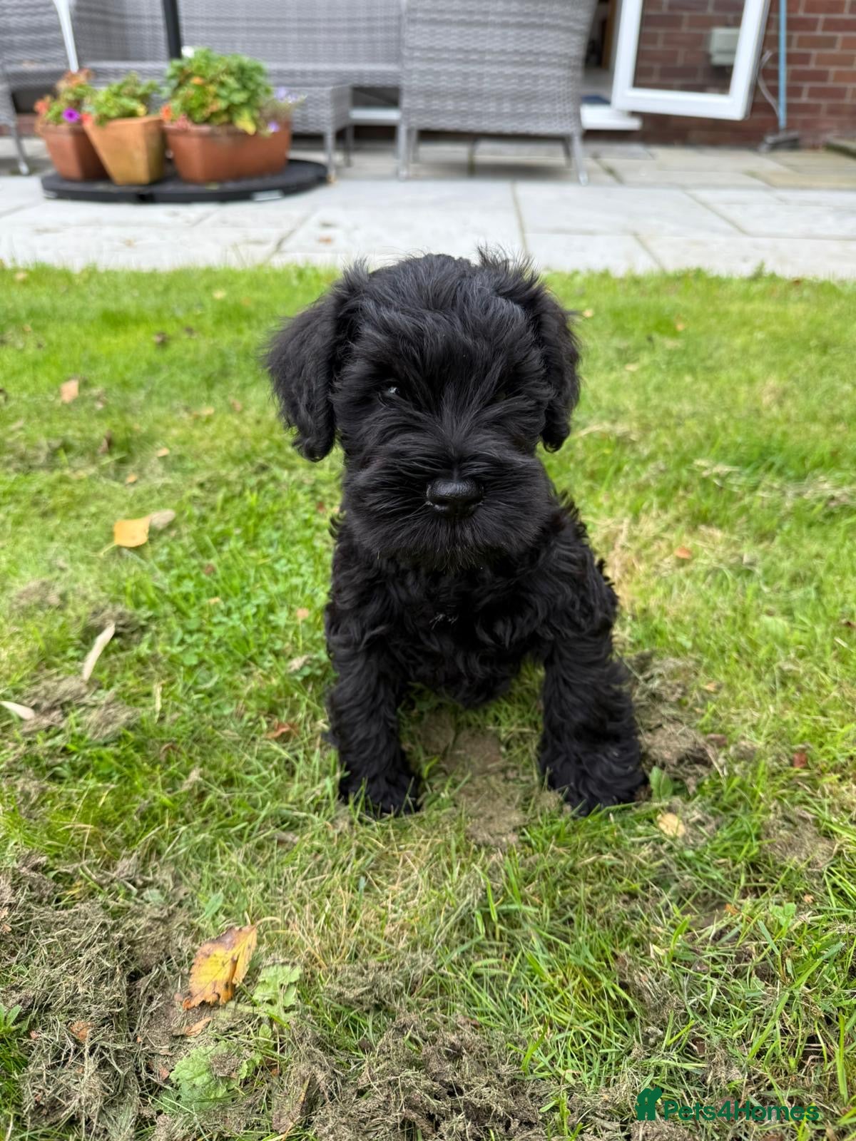Miniature Schnauzer dogs Beautiful black puppies  - Advert 1