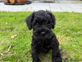 Miniature Schnauzer dogs - Advert 1