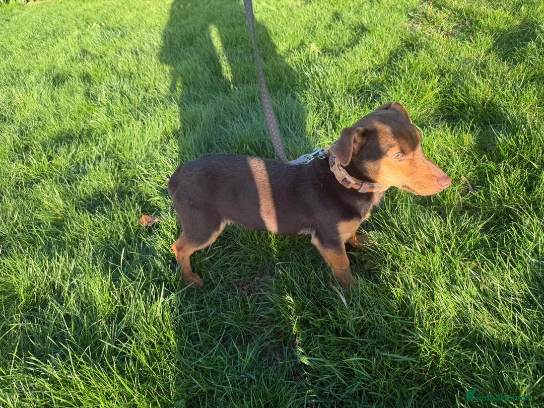 Jack Russell dogs for sale: Jack Russel  - Advert 2