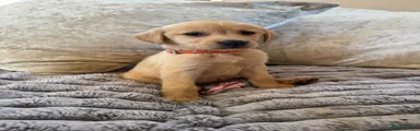 Labrador Retriever Puppy 5