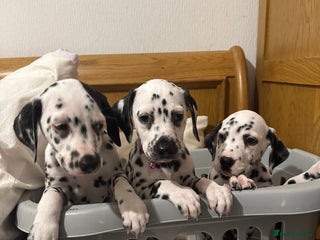 Dalmatian dogs Dalmatian 1 boy 2 girls - Advert 9