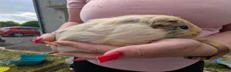 Guinea Pig rodents for sale: Boy guinea pigs  - Advert 6