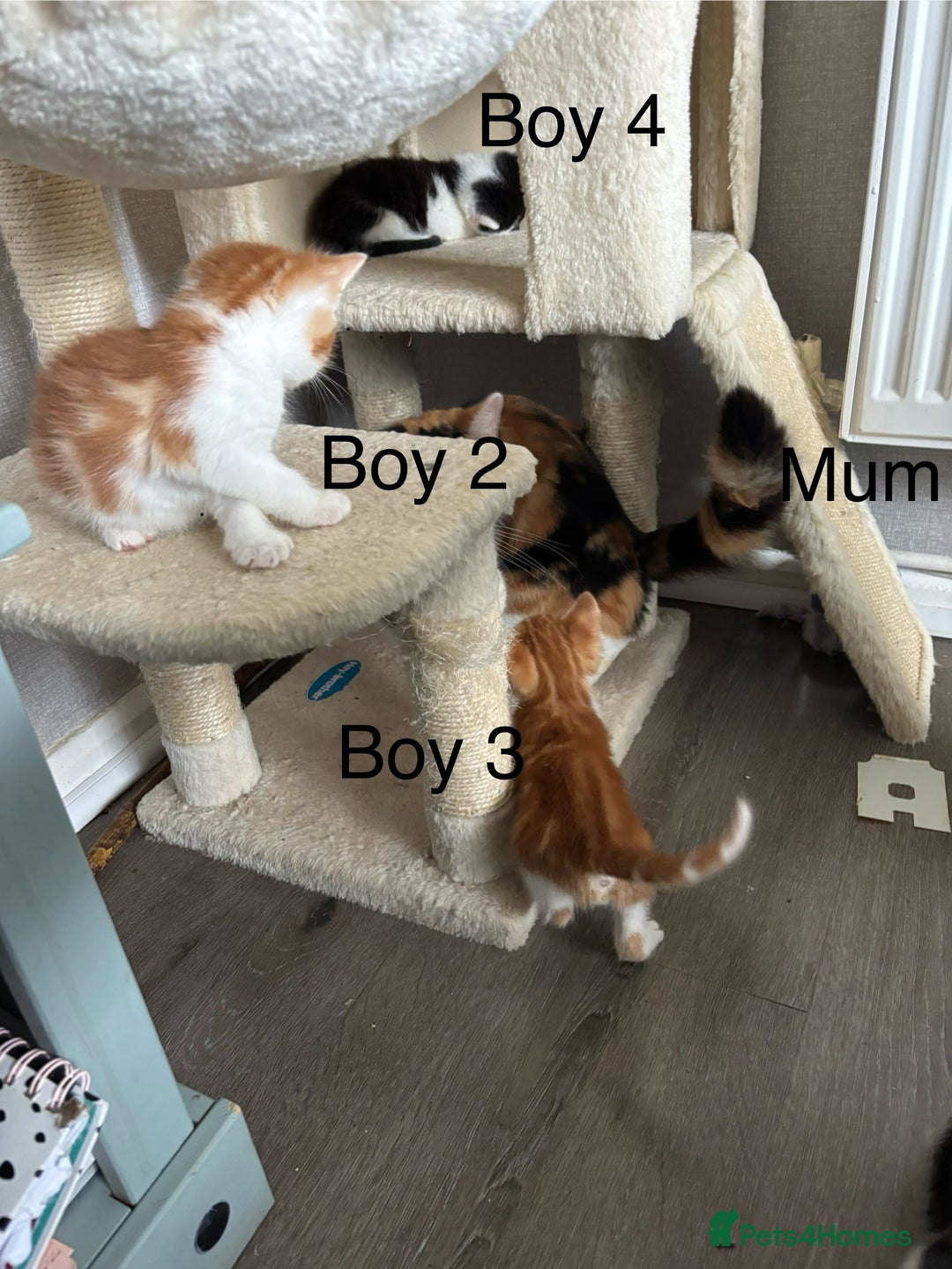 Mixed Breed cats for sale: 4 Gorgeous little boys  - Image 5