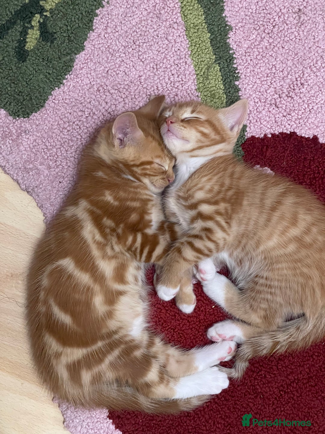 American Shorthair cats for sale: 4 male kittens for sale! - Image 17