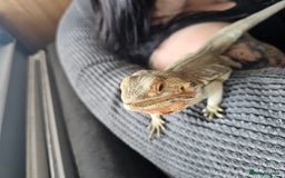 Bearded Dragon reptiles for sale: Orange leatherback Bearded dragon and full set up  - Image 5