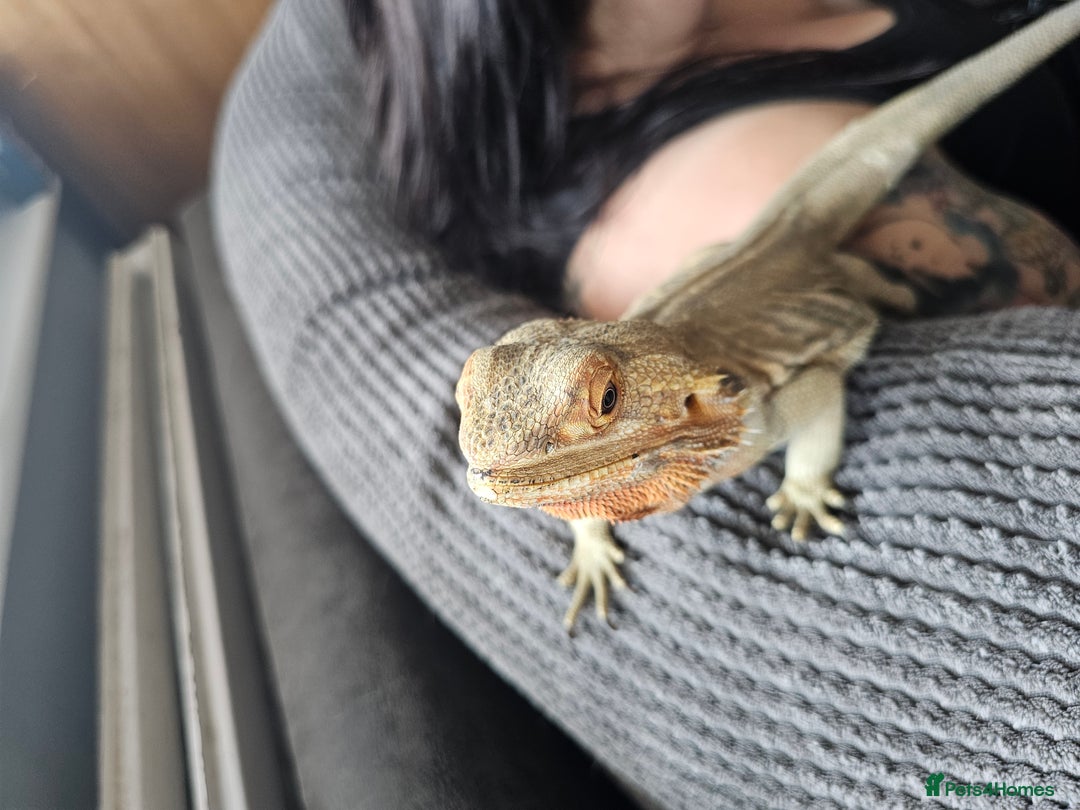 Bearded Dragon reptiles for sale: Orange leatherback Bearded dragon and full set up  - Image 5