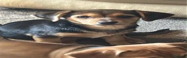 Mixed Breed Puppy 3