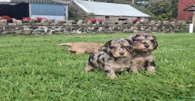 Cockapoo dogs - Advert 4