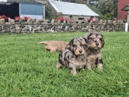 Cockapoo dogs - Advert 11