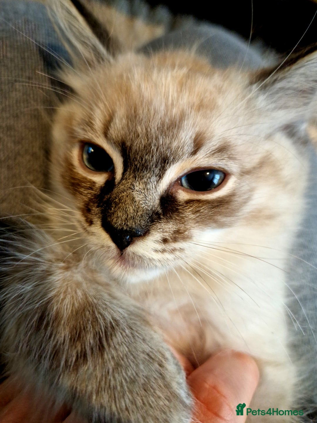 Ragdoll cats for sale: Fluffdoll Ragdoll  - Image 5