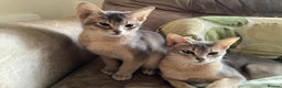 Abyssinian cats for sale: Beautiful Blue male Abyssinian kitten - Advert 3
