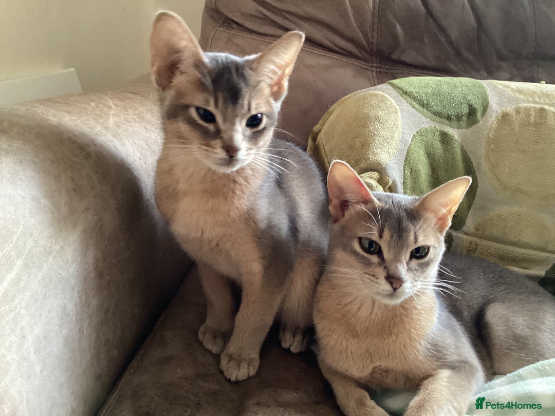 Abyssinian cats for sale: Beautiful Blue male Abyssinian kitten - Advert 3