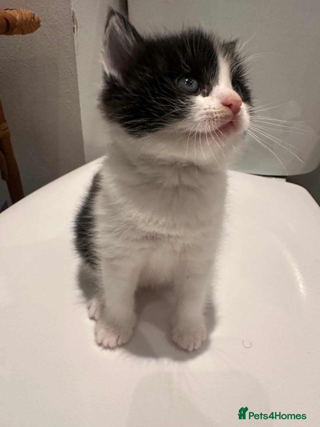 RagaMuffin cats for sale: Three Adorable Male Kittens  - Advert 3