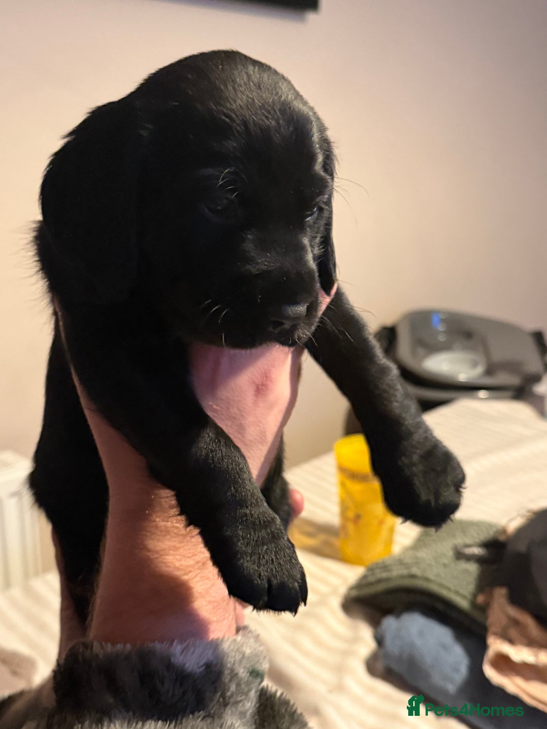 Cockerdor dogs for sale: F1 Cockerador Puppies  - Advert 11