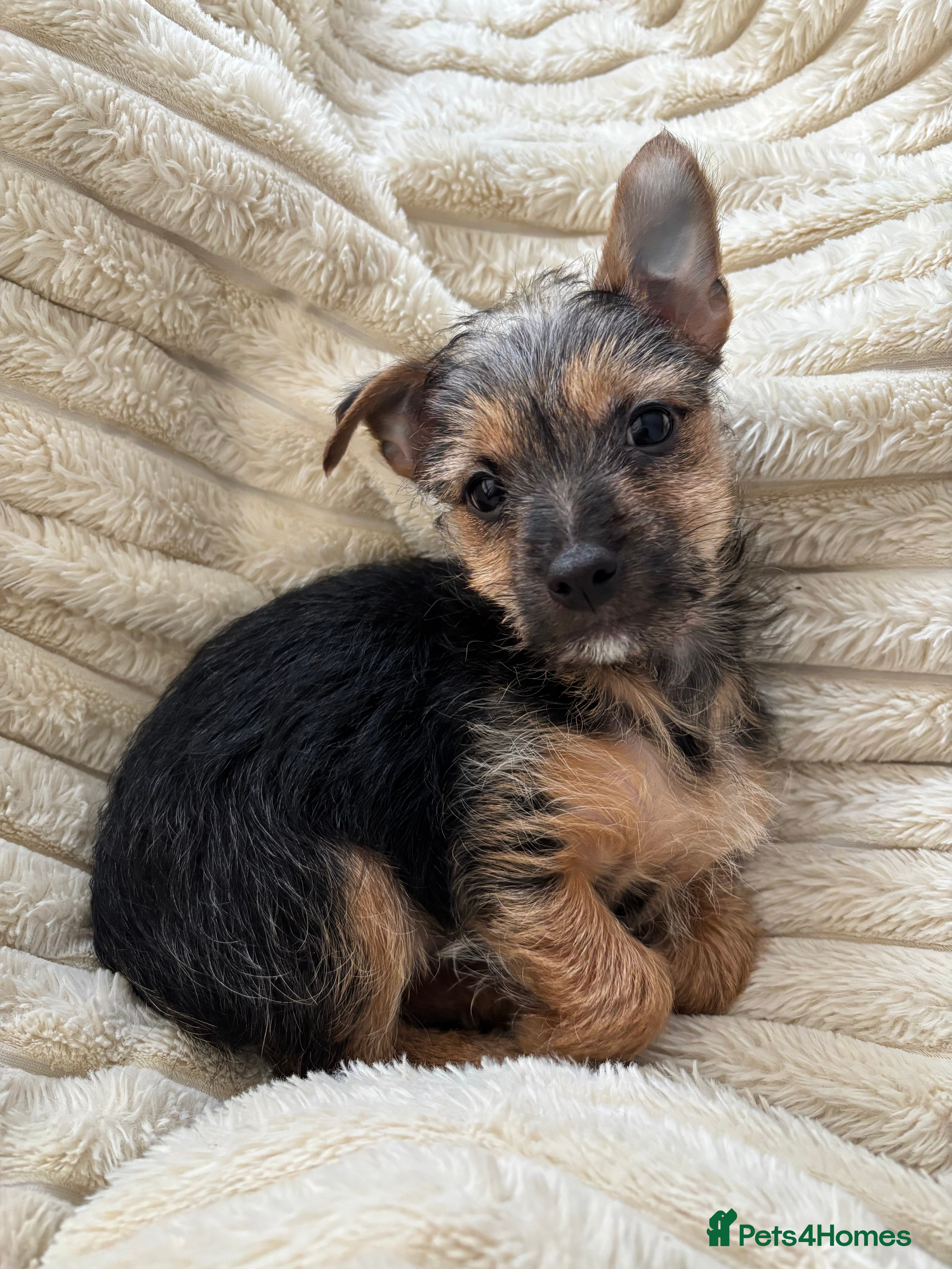 Chorkie dogs Cutest male Chorkie puppy - extra goodies included - Advert 5
