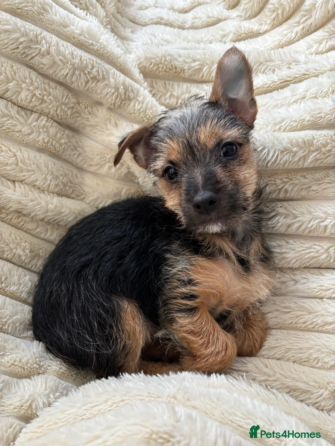 Chorkie dogs for sale: Cutest male Chorkie puppy - extra goodies included - Advert 1