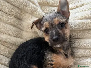 Chorkie dogs Cutest male Chorkie puppy - extra goodies included - Advert 4