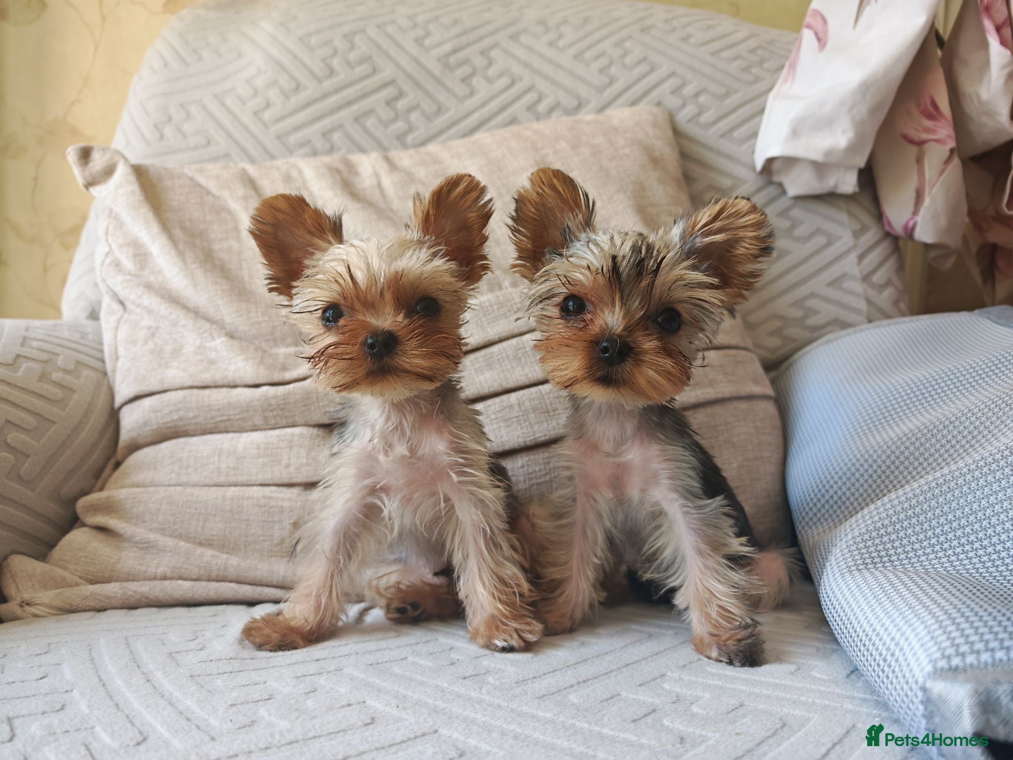 Yorkshire Terrier dogs The last champion bloodline boy waiting for you - Advert 1