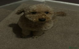 Toy Poodle dogs for sale: Black and Tan toy poodles  - Image 8