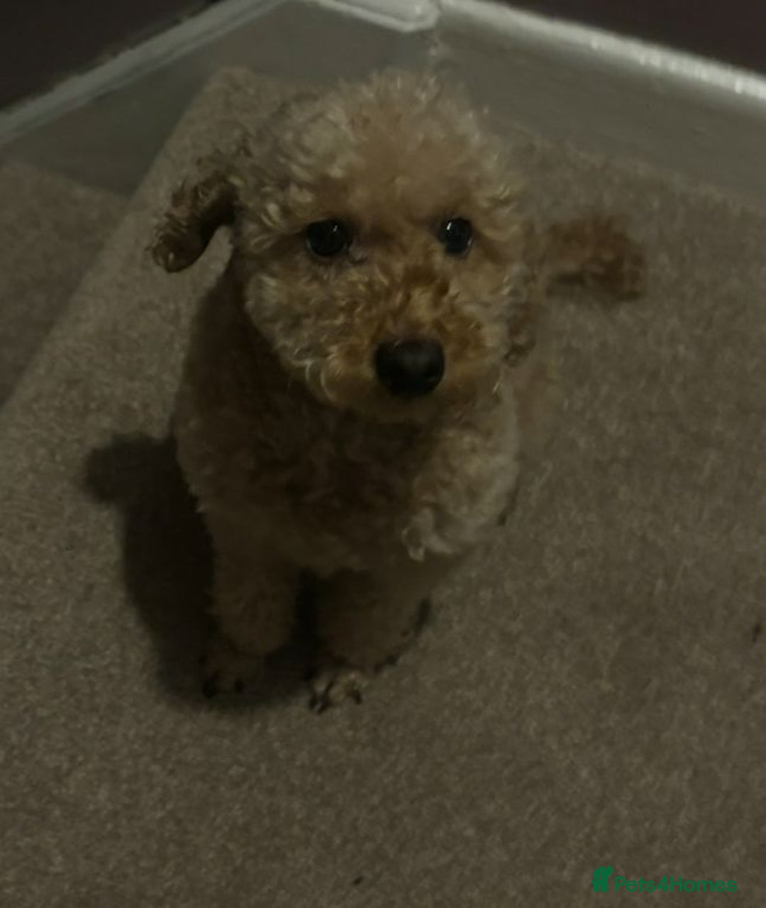 Toy Poodle dogs for sale: Black and Tan toy poodles  - Image 8
