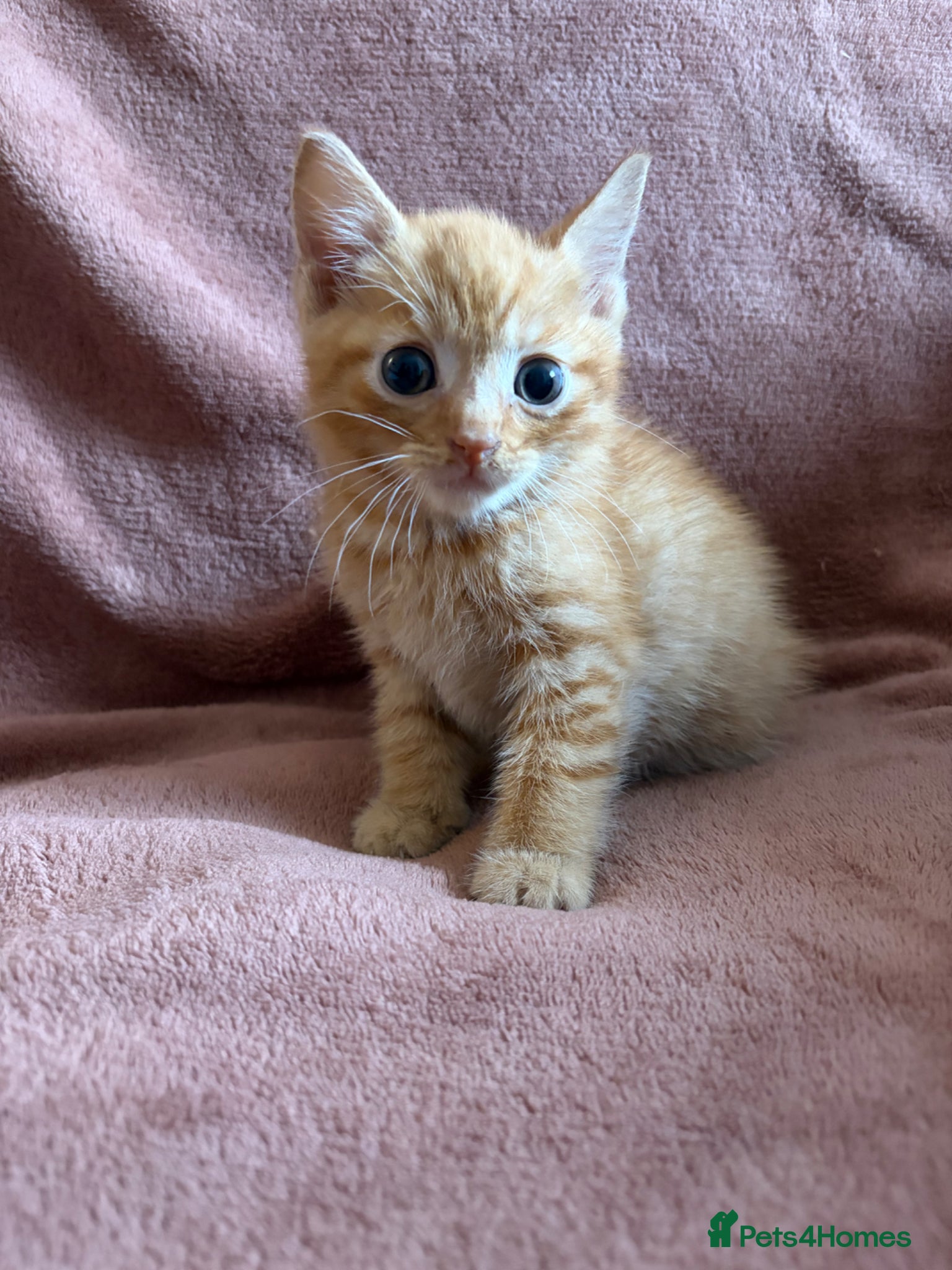 Mixed Breed cats for sale: 3 beautiful kittens  - Advert 2