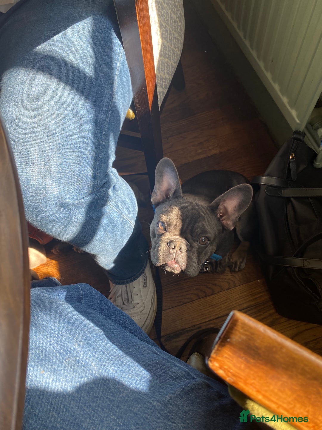 French Bulldog dogs for stud: PABLO 🐶 for stud - Black Compact Frenchie - Advert 7