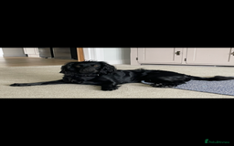 Cocker Spaniel dogs for sale: 5 Adorable working cocker spaniel pups 🐶  - Image 14