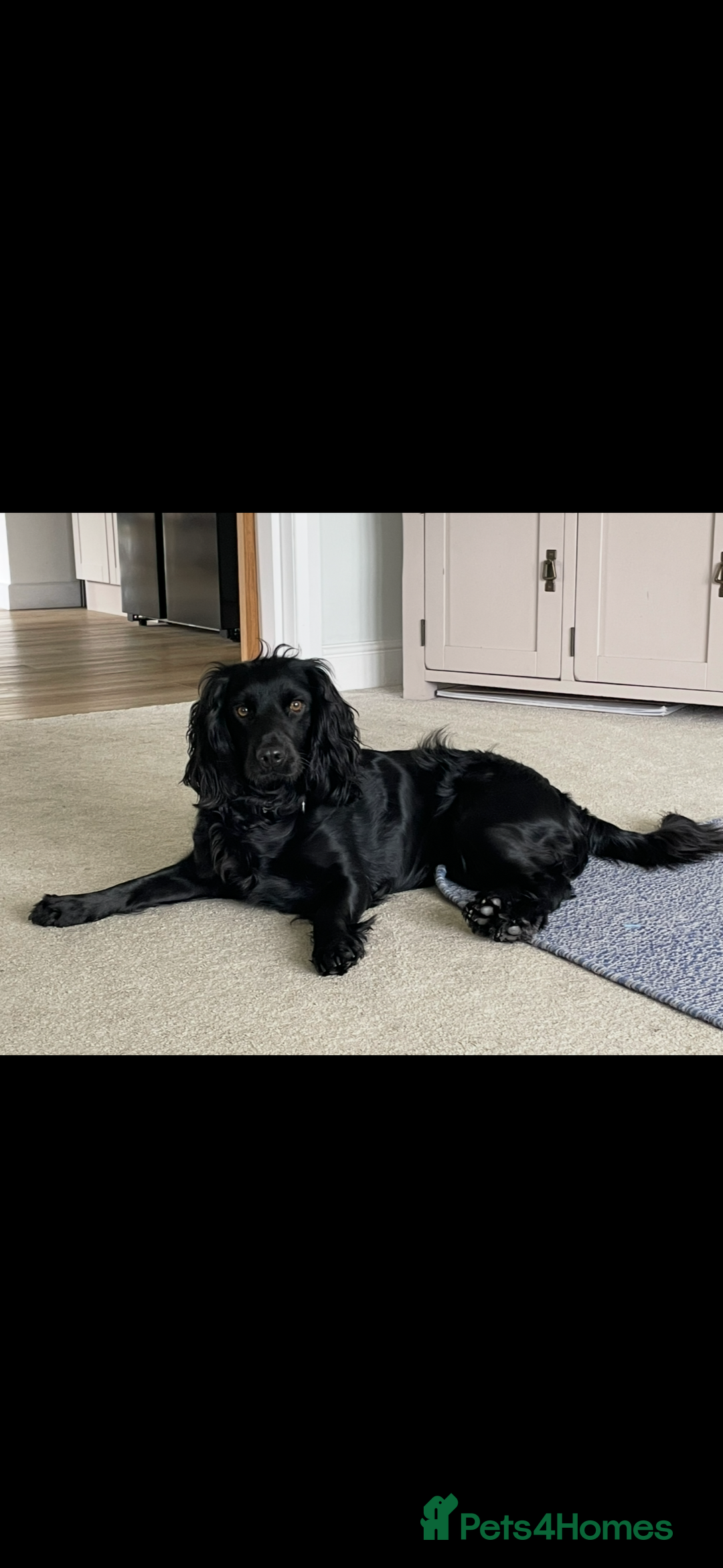 Cocker Spaniel dogs for sale: 5 Adorable working cocker spaniel pups 🐶  - Image 14