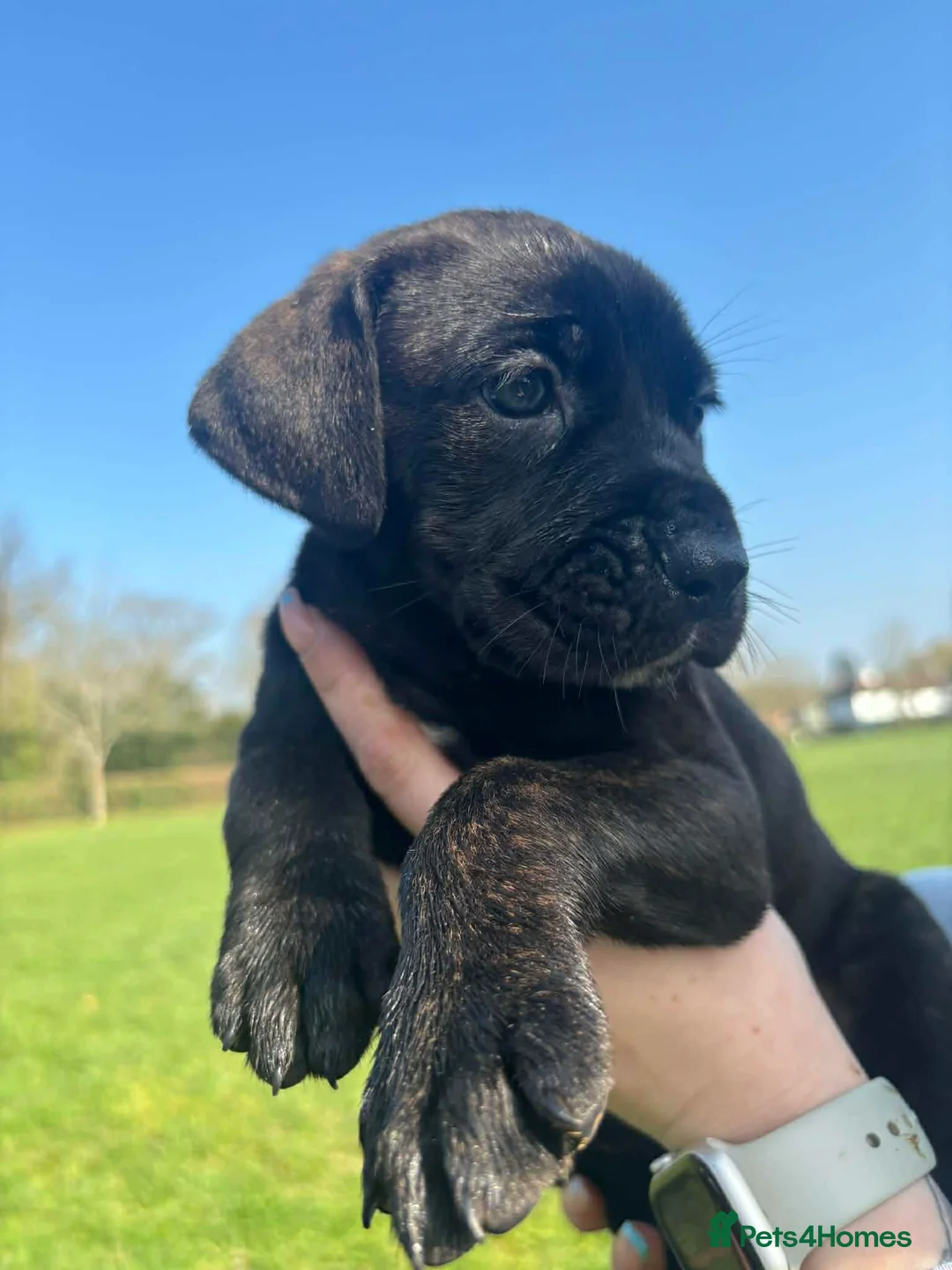 Cane Corso dogs for sale: Cane Corso, sweet,raised with love and to be loved - Advert 30